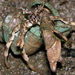 hermit crab