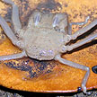porter crab
