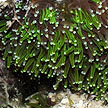 hard coral