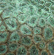 hard coral