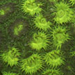 flourescent hard coral