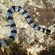 yellow-lipped sea snake, sentosa