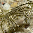 nudibranch