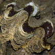 giant clam, sisters islands