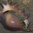 spider conch