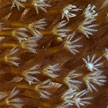 soft coral