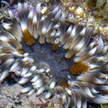 sea anemone