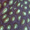 hard coral, sisters islands