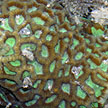 hard coral