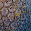 hard coral