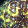 hard coral