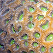 hard coral