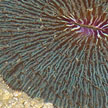 mushroom coral