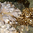 soft corals