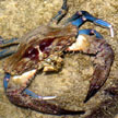 swimming crab