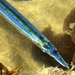 blue halfbeak