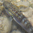 reef goby