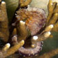 sea horse among staghorn coral