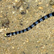 sea snake