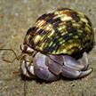 rare land hermit crab