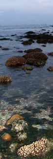 view of the reefs of St. John's