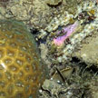Hard coral and anemone