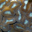 hard coral