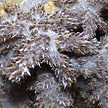 soft coral