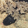 black sea cucumber