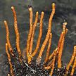 sea fan