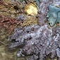 soft corals