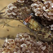 tiny shrimp in soft coral