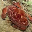 crab