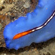 flatworm