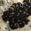 large flatworm