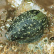 cowrie shell