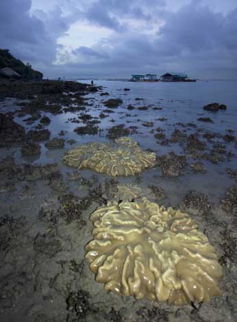 living reefs still survives the channel closure