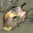 spider conch, lazarus