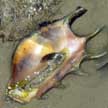 spider conch