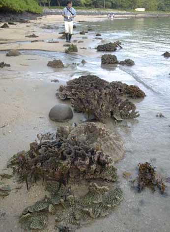 very large living corals