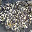 closeup of euphyllia corals