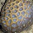 hard coral