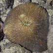 mushroom coral