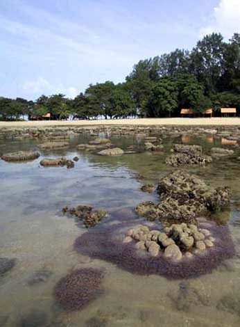living reefs within minutes from the city centre