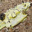 glossodoris nudibranch