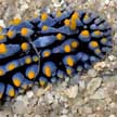 phyllid nudibranch, st. john's