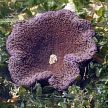 carpet anemone