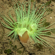 peacock anemone