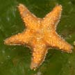 crown sea star