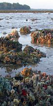 coral rubble area overlooking seagrasses